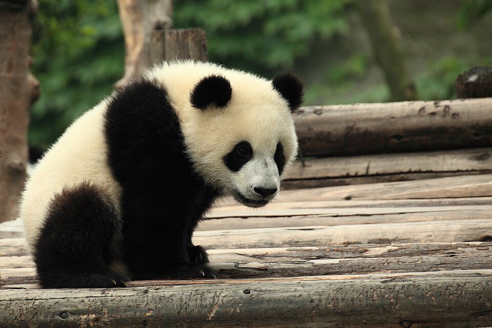 Giant Panda Base