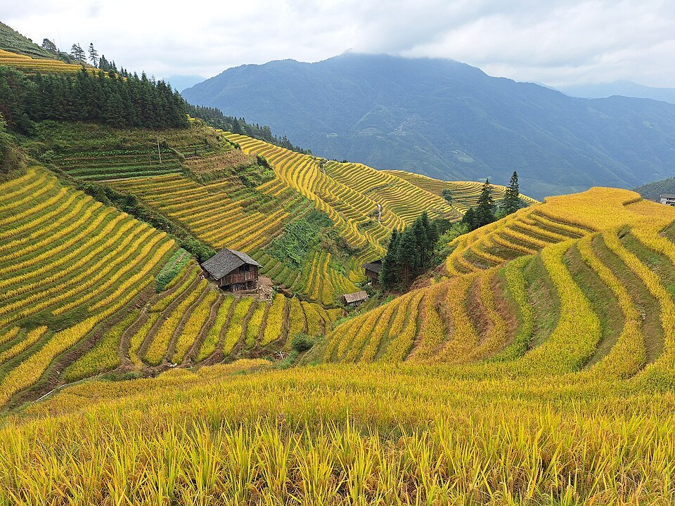 Longji Rice Terraces
