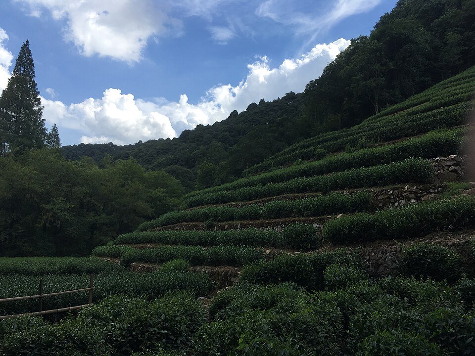 Longjing Tea Village