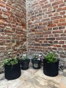 Tomato plants, herbs, and small vegetables growing in pots in a small courtyard.