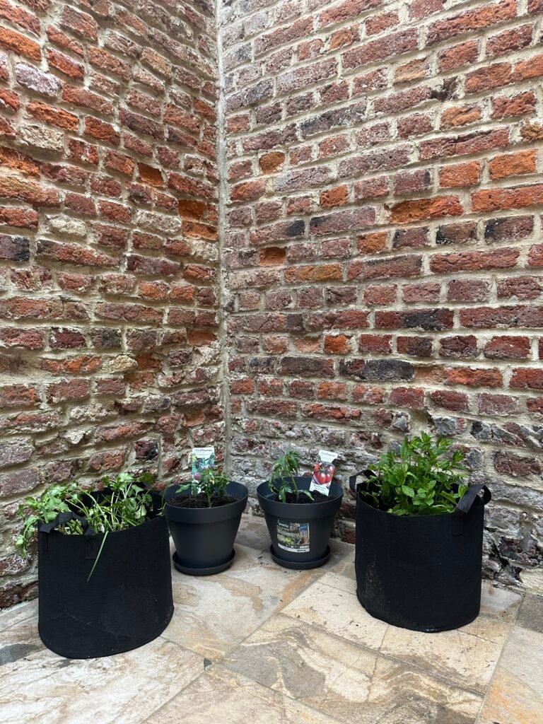 Tomato plants, herbs, and small vegetables growing in pots in a small courtyard.